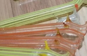 What is this…? I found it in my grandmother’s closet