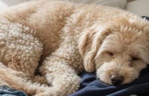 Why your dog sleeps on your clothes and what it means, according to experts