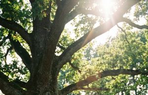 At just eighteen years old, she was given in marriage to a widower with three children. Everyone thought that was the end of her youth… and her dreams too.